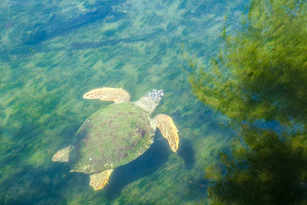 Large sea turtle in the Mediterranean Sea