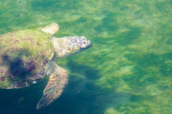 Large sea turtle in the Mediterranean Sea