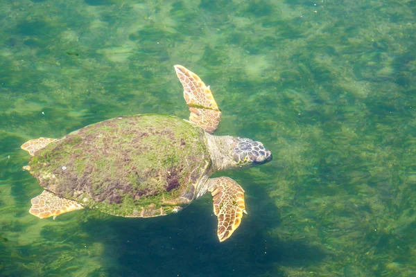 Large sea turtle in the Mediterranean Sea