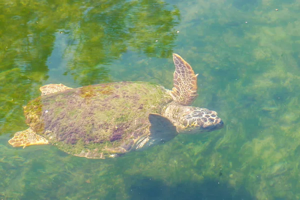 Large Sea Turtle Mediterranean Sea — Stock Photo, Image