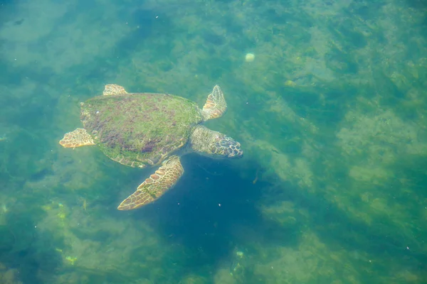 Large sea turtle in the Mediterranean Sea