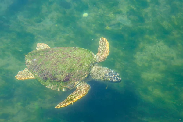 Large sea turtle in the Mediterranean Sea