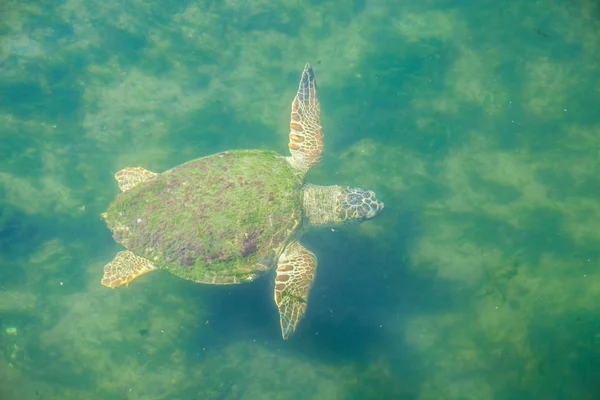 Akdeniz Büyük Deniz Kaplumbağası — Stok fotoğraf