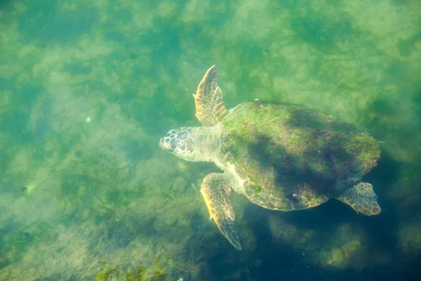 Akdeniz Büyük Deniz Kaplumbağası — Stok fotoğraf