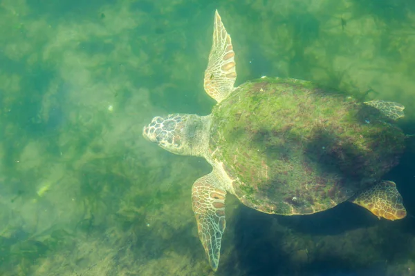 Large sea turtle in the Mediterranean Sea