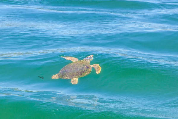 Большая Морская Черепаха Средиземном Море — стоковое фото