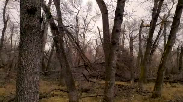 Árboles Largo Sendero Senderismo Debilitados Por Escarabajo Corteza Enfermedad Derribados — Vídeos de Stock