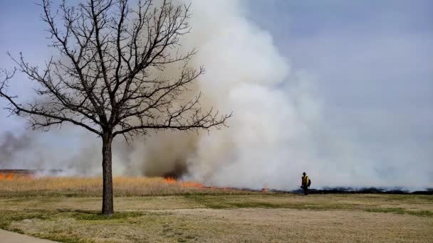草火规定燃烧草原恢复与消防员和树木在前景 — 图库视频影像