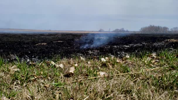 Fumée provenant des prairies en fusion après brûlage dirigé par un feu de prairie .