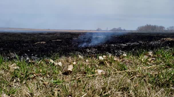 Fumo Erba Fumante Dopo Incendio Prateria Prescritto Bruciare — Video Stock