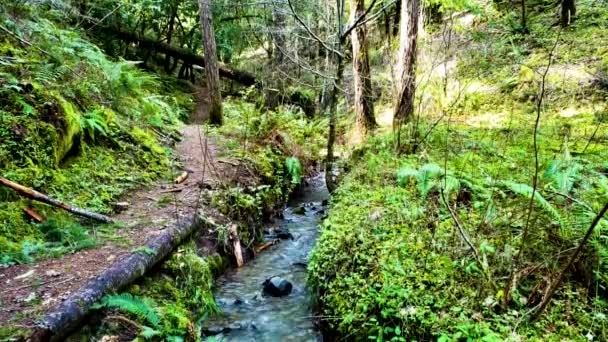 Sanft Fließender Bach Einem Leuchtend Grünen Redwood Wald lizenzfreies Stockvideo