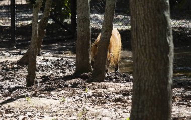 Hafifçe ormanlık bir alanda köklenme Kızılırmak domuz (Potamochoerus porcus)
