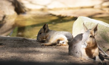 Sığ bir sulama deliği yakın iki kavisler, arka planda cavy odaklanmak