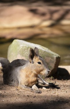 Sığ bir sulama delik yakınındaki bir kayanın önünde dinlenme cavy
