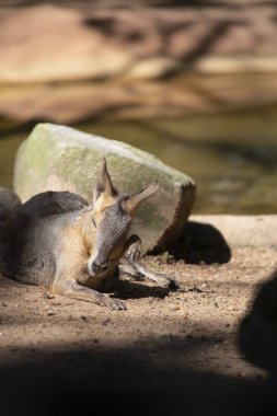 Sığ bir sulama delik yakınındaki bir kayanın önünde dinlenme cavy