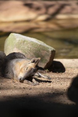 Sığ bir sulama delik yakınındaki bir kayanın önünde dinlenme cavy