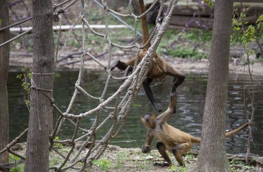 İki Geoffroys örümcek maymun su kenarında oynarken