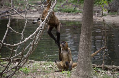 İki Geoffroys örümcek maymun su kenarında oynarken