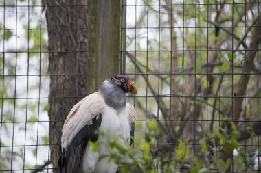 Bir kralın yakın akbabası tünemiş bir ağaç dalı