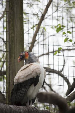 Bir kralın yakın akbabası tünemiş bir ağaç dalı