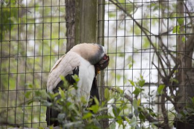Bir kralın yakın akbabası tünemiş bir ağaç dalı