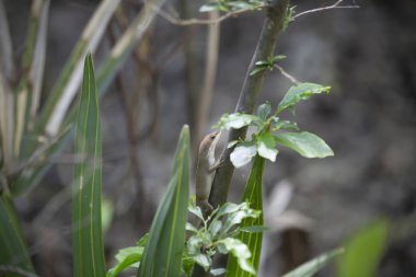 Kahverengi faz yeşil anole (Anolis carolinensis) kısa bir dalda gizleme