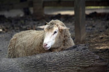 Çiftlik koyun kalemin düşmüş bir günlük gizleme