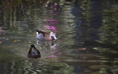 Bir su birikintisi içinde yüzmeye halkalı deniz mavisi ördek (Callonetta leucophrys) erkek ördek