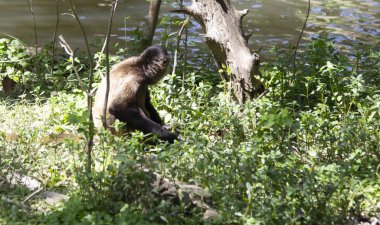 Geoffroys örümcek maymun ne yazık ki bir nehir kenarında dinlenme