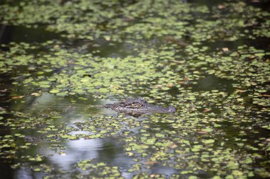 Bayou timsah (Alligator mississippiensis) ile gözleri kapalı
