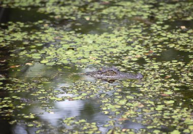Bayou timsah (Alligator mississippiensis) ile gözleri kapalı