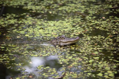 Sığ bir bayou gezinme timsah (Alligator mississippiensis)