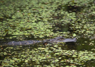 Sığ bir bayou gezinme timsah (Alligator mississippiensis)