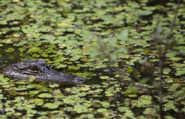 Bir Bayou onun yerden izlerken timsah (Alligator mississippiensis)