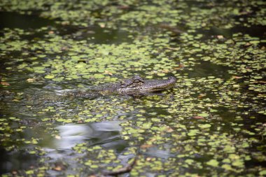 Sığ bir bayou gezinme timsah (Alligator mississippiensis)