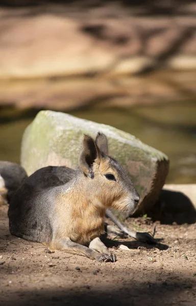 Sığ bir sulama delik yakınındaki bir kayanın önünde dinlenme cavy
