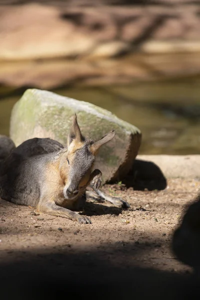 Sığ bir sulama delik yakınındaki bir kayanın önünde dinlenme cavy