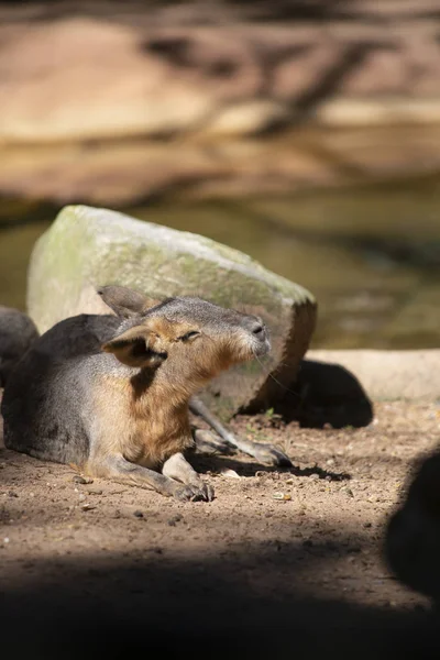 Sığ bir sulama delik yakınındaki bir kayanın önünde dinlenme cavy