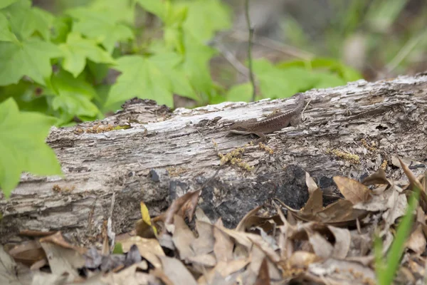 Зеленый Анол Коричневой Фазы Anolis Carolinensis Гниющем Бревне — стоковое фото