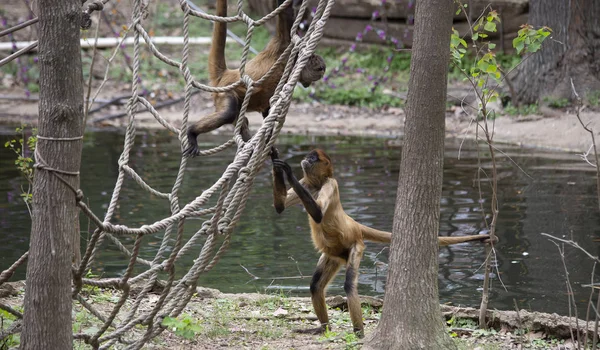 Dos Monos Araña Geoffroys Jugando Cerca Del Agua —  Fotos de Stock