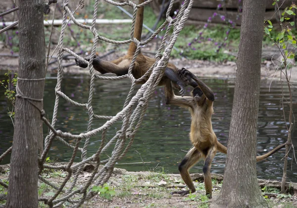 İki Geoffroys örümcek maymun su kenarında oynarken