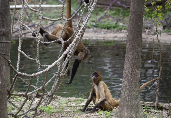 İki Geoffroys örümcek maymun su kenarında oynarken