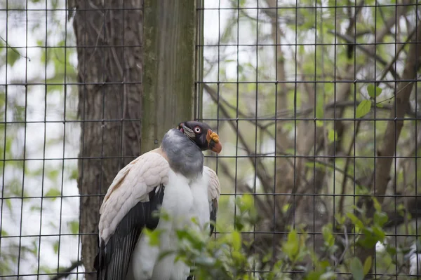 Bir kralın yakın akbabası tünemiş bir ağaç dalı