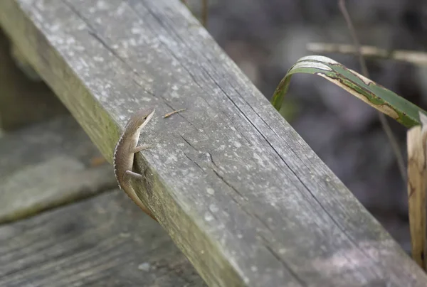 Agama Anolis Carolinensis Brązowieją Stresu Jak Wspina Się Drewnianych Kolejowych — Zdjęcie stockowe