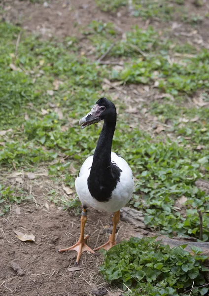 Close Magpie Goose Field — Stock Photo, Image