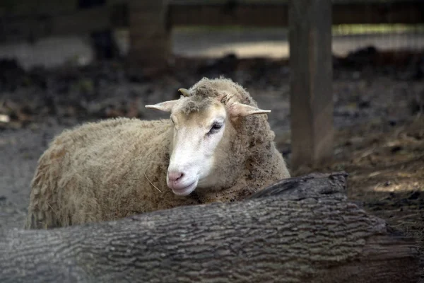Çiftlik koyun kalemin düşmüş bir günlük gizleme