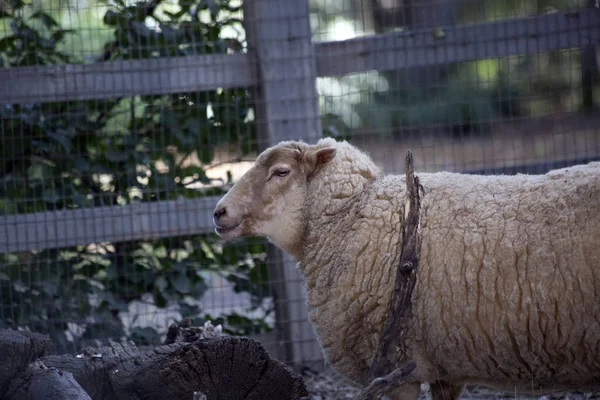 Bir tek çiftlik koyun ayakta yakınındaki bir kalem çit