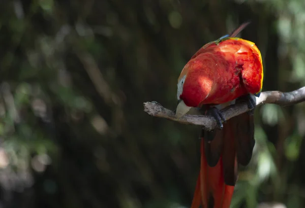 Arara Escarlate Vibrante Pássaro Mastigar Ramo — Fotografia de Stock