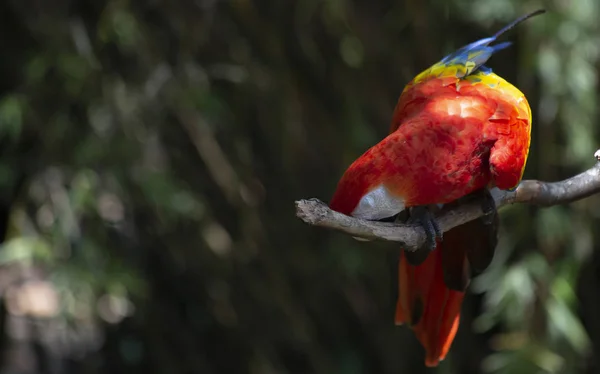Pájaro Guacamayo Escarlata Posado Felizmente Una Rama Hecha Por Hombre — Foto de Stock