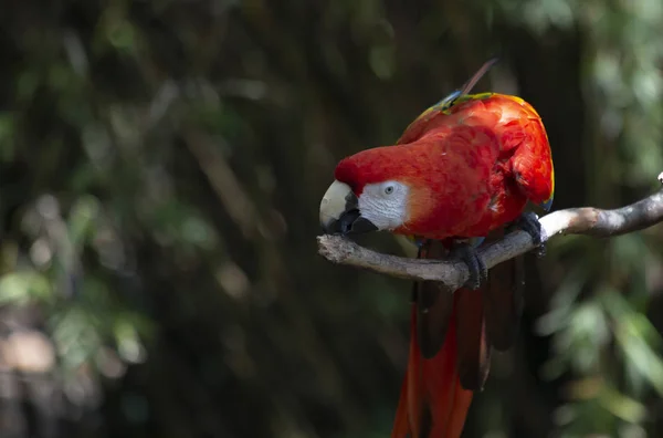 Bir Dalda Çiğneme Canlı Kırmızı Amerika Papağanı Kuş — Stok fotoğraf